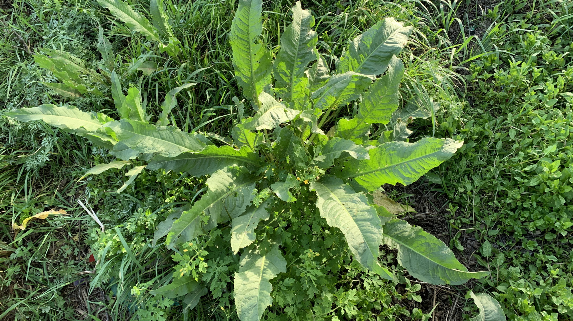 东北俗称羊皮叶的土大黄,是一种野菜?土大黄叶到底能不能吃?