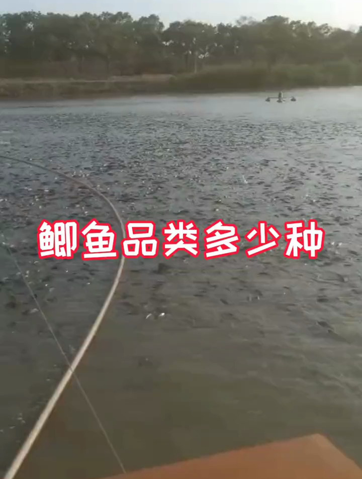 鲫鱼品类有多少种你知道吗 水产养殖 水产人