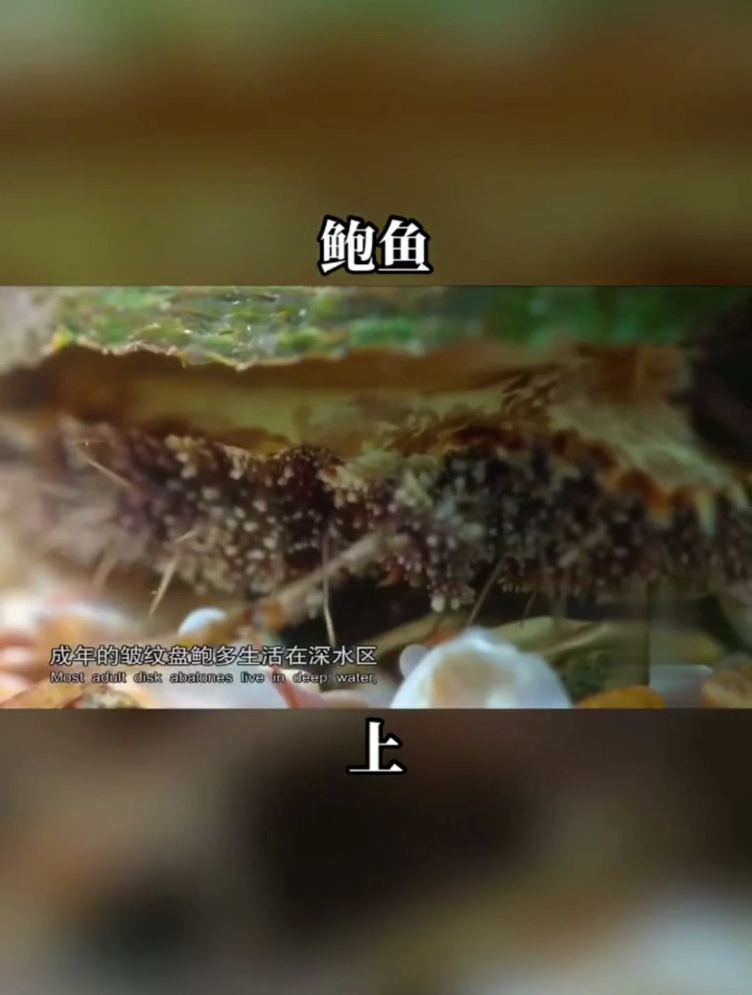 平常吃的鲍鱼还有这些好处 鲍鱼