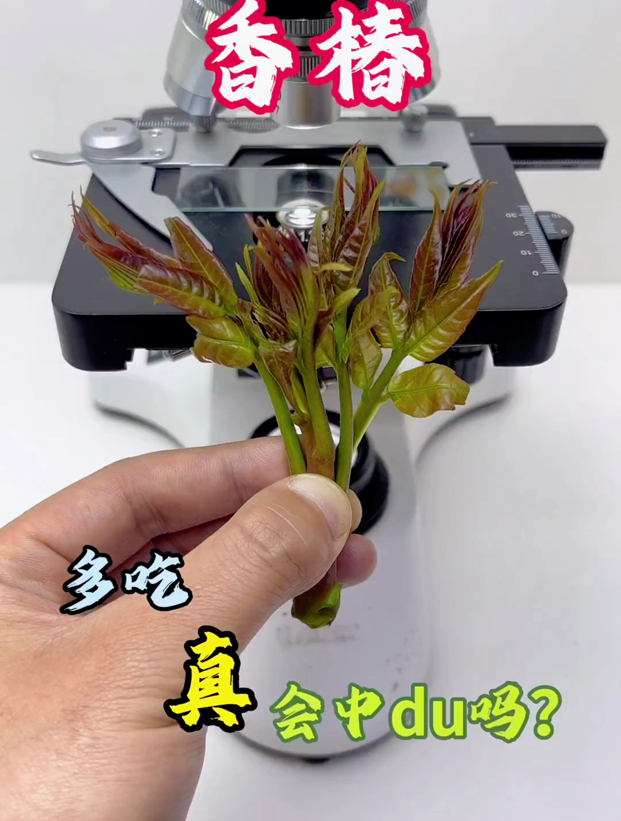 香椿炒鸡蛋真的很好吃,炒之前一定要抄水!