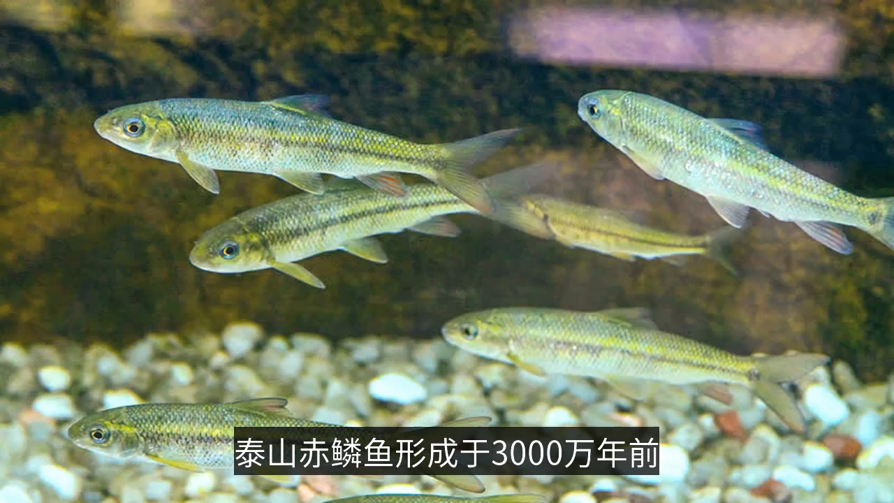 3年才长9厘米,常误认是小杂鱼,记住它外貌,目前600元一斤
