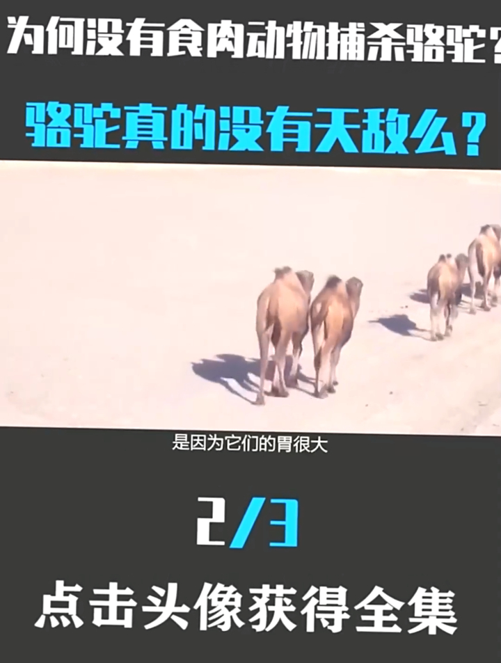 骆驼没有天敌吗?为何食肉动物吃大象都不能吃它?有何特别之处?