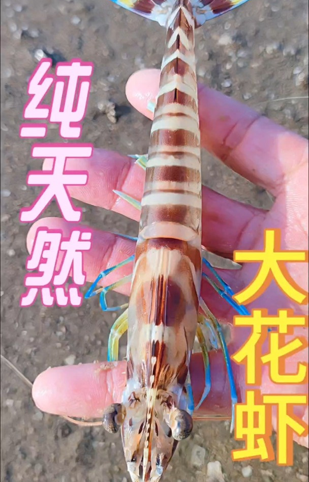 潮涌牵牛沙,大花虾隐藏天堂,个头特别大