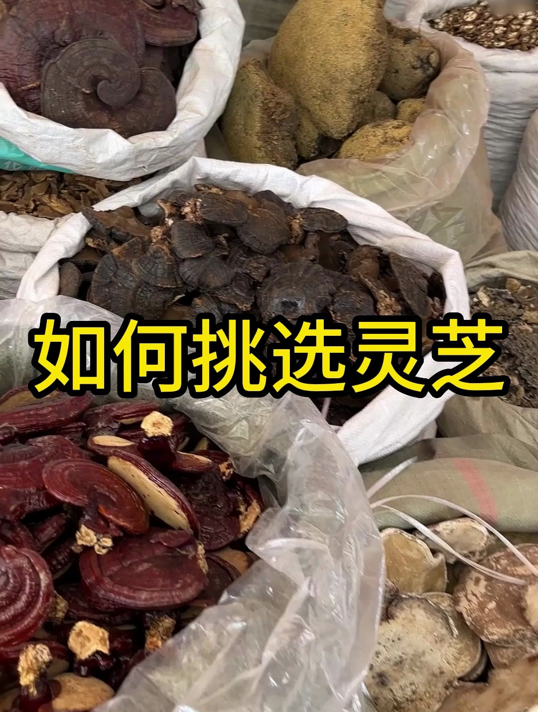 这么多的灵芝,你更喜欢哪一种