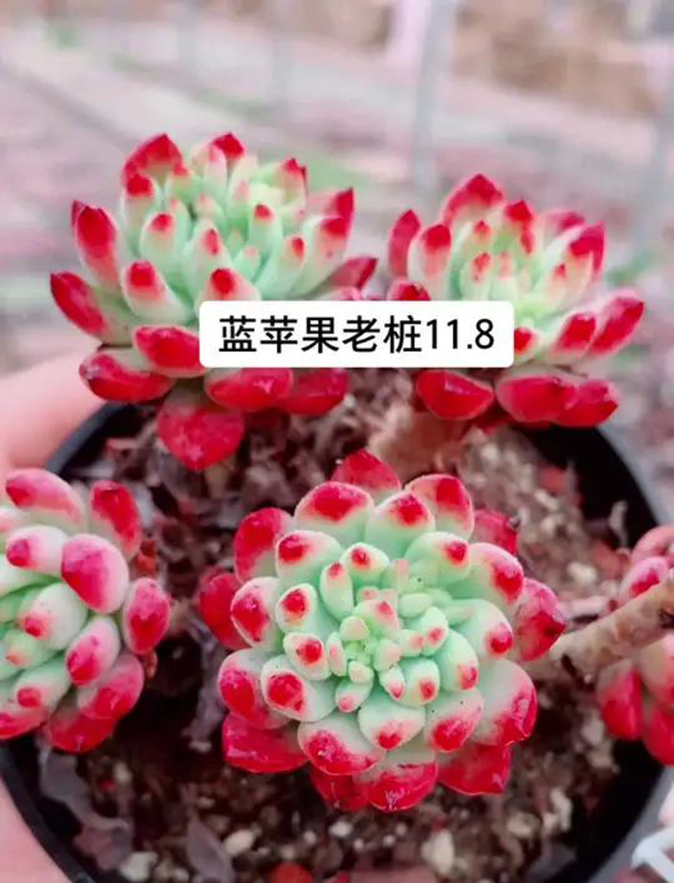 蓝苹果多肉,小老桩的绿色小宝贝
