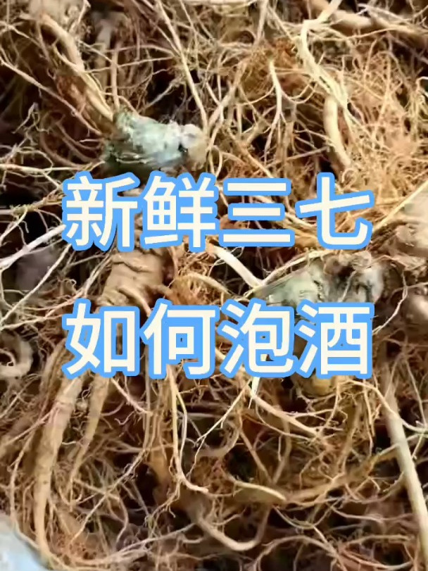 文山新鲜三七如何泡酒