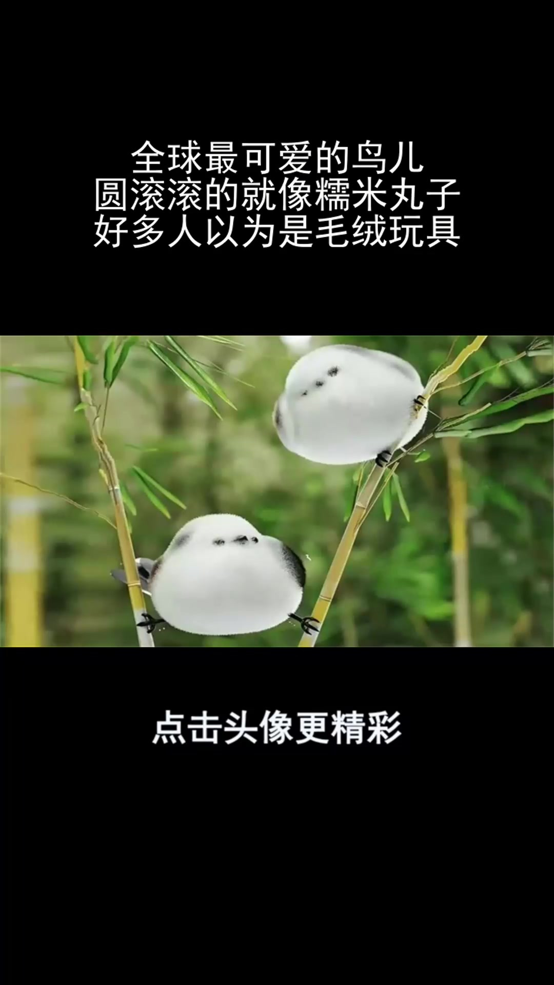 全球最可爱的鸟儿,圆滚滚的就像糯米丸子,好多人以为是毛绒玩具