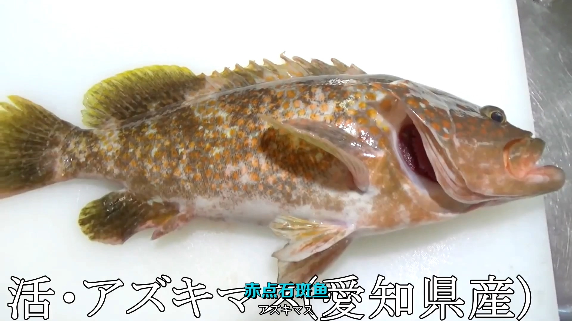 「海鲜小哥金子」超贵的鱼!美味十足的巨大石斑鱼刺身