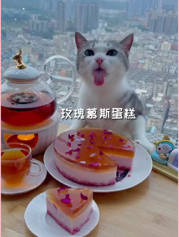 这只猫竟然会做玫瑰慕斯蛋糕,你们想吃吗?
