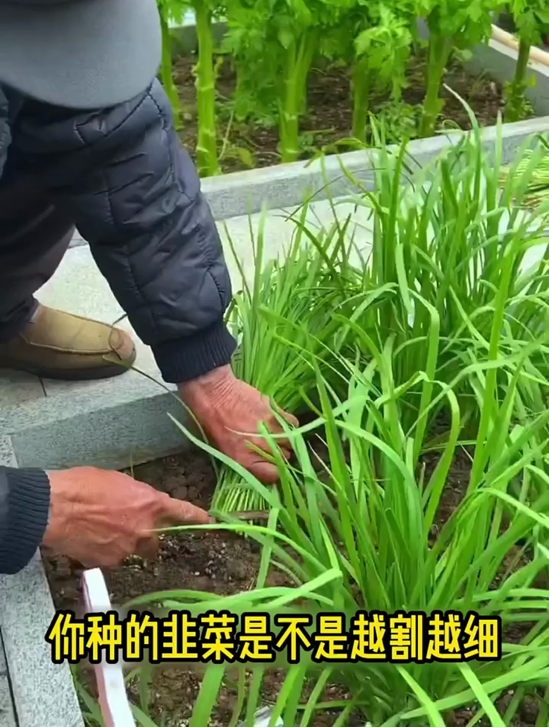 韭菜越割越粗壮的方法,记得收藏