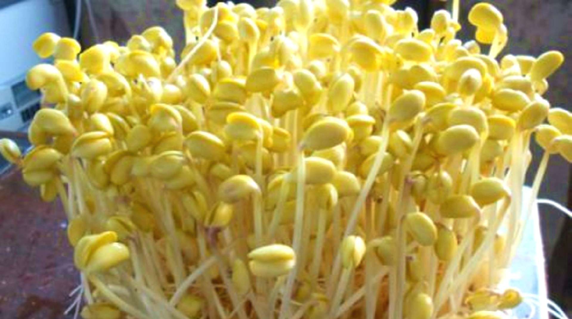 原来发黄豆芽这么简单！一看就学会，安全无添加，再不用花钱买了