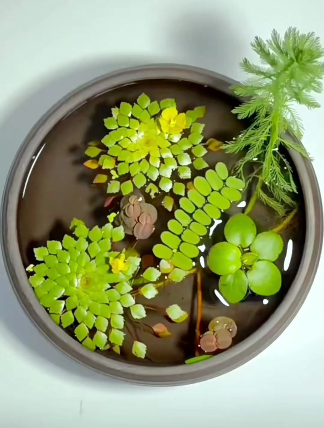 有没有什么好看又好养的水草?那当属这些浮萍植物了!