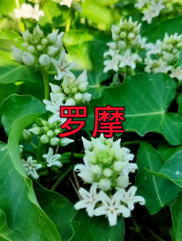 罗摩是一种古老的植物,我们叫羊婆奶,你们叫它什么呢?