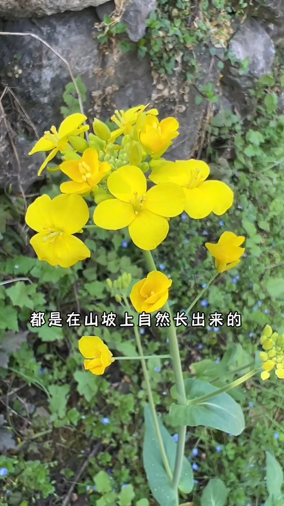 千年的菜籽,万年的麻你知道什么意思吗?