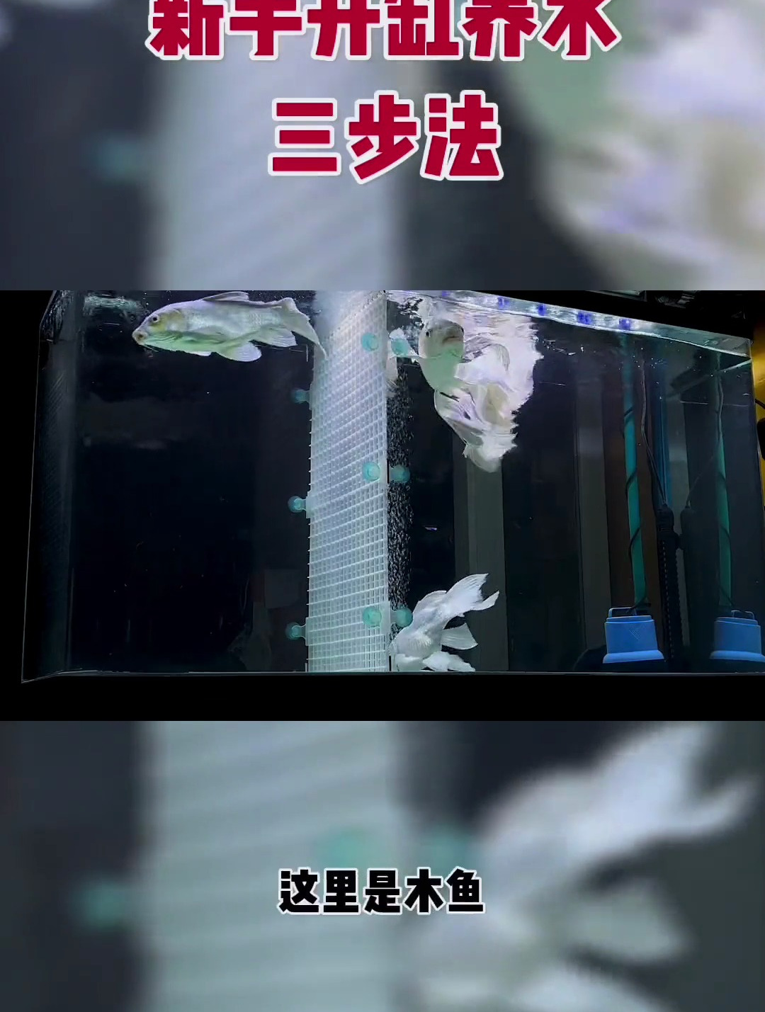 新手养鱼开缸养水三步法,视频创作不易,喜欢的朋友留下脚印