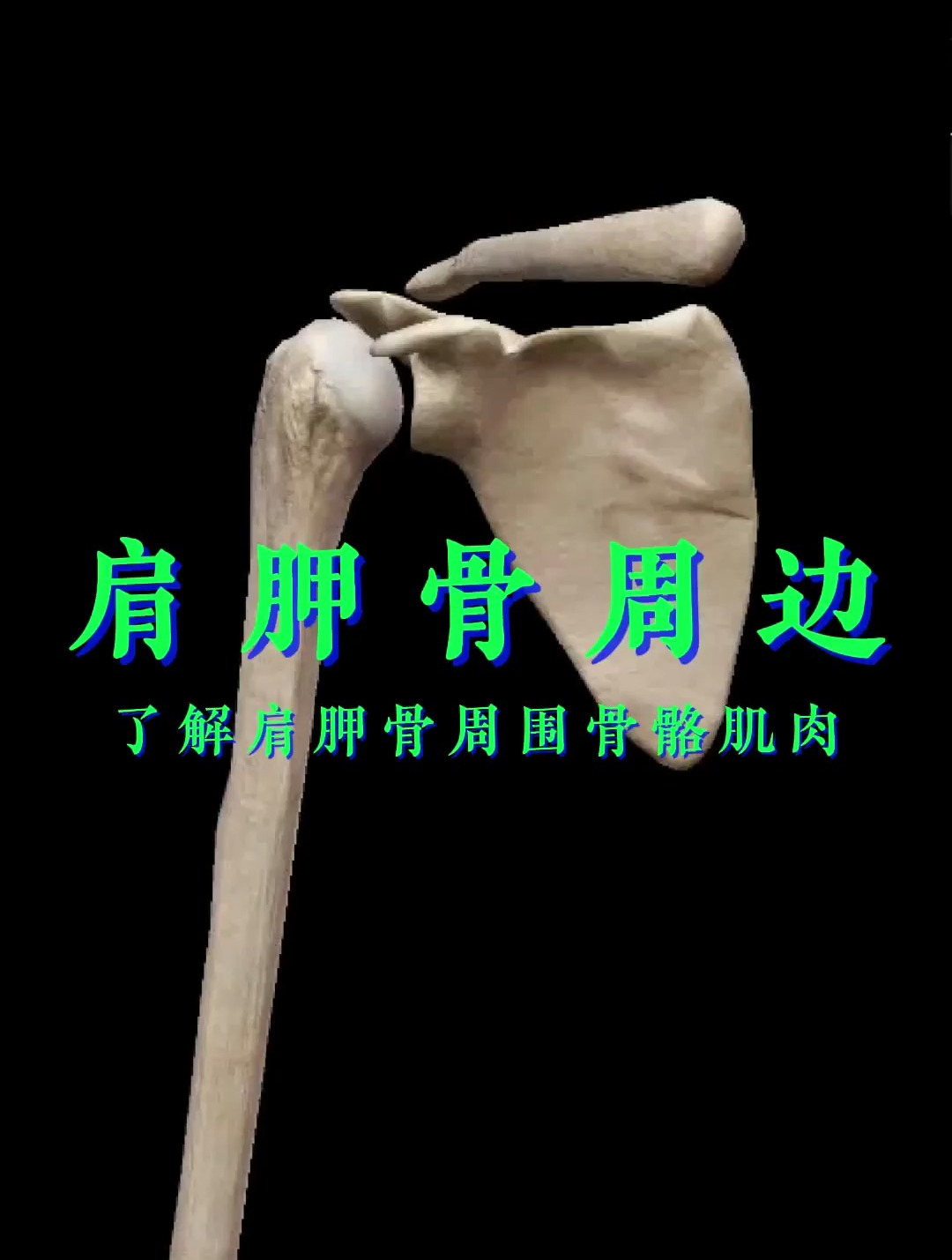 了解肩胛骨周围骨骼肌肉