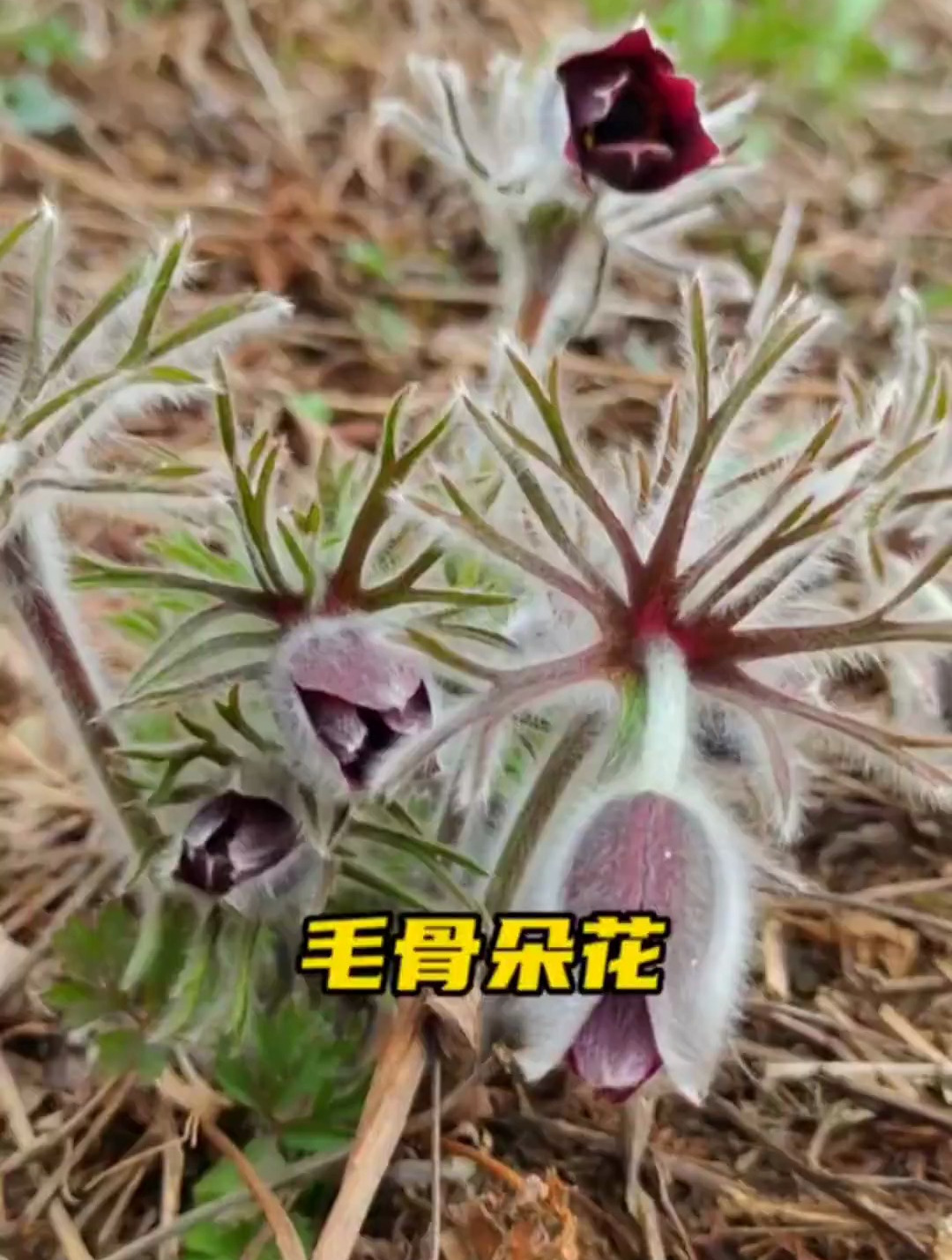 采野菜的路上遇到漂亮的小花,我们这里都叫毛骨朵花,也叫白头翁