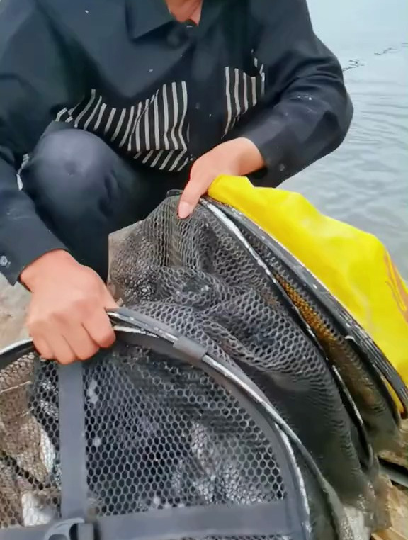 野钓清远北江鲢鳙一直连竿