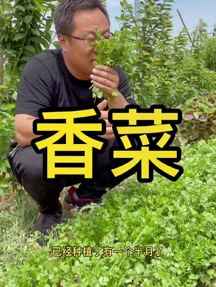 香菜种子3天就可以发芽!