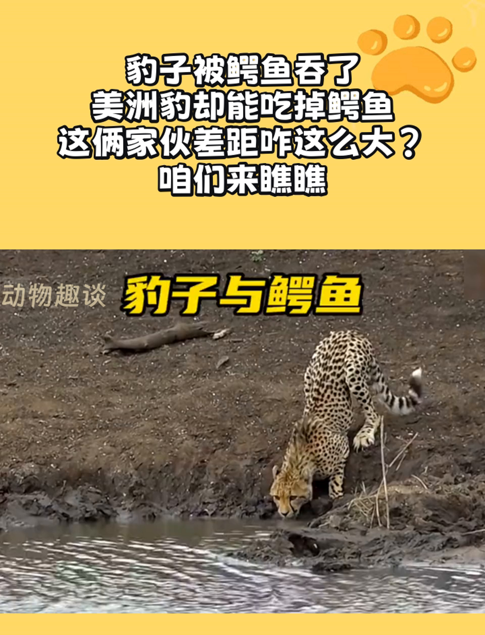 豹子被鳄鱼吞了,美洲豹却能吃掉鳄鱼,这俩家伙差距咋这么大?咱们来瞧瞧