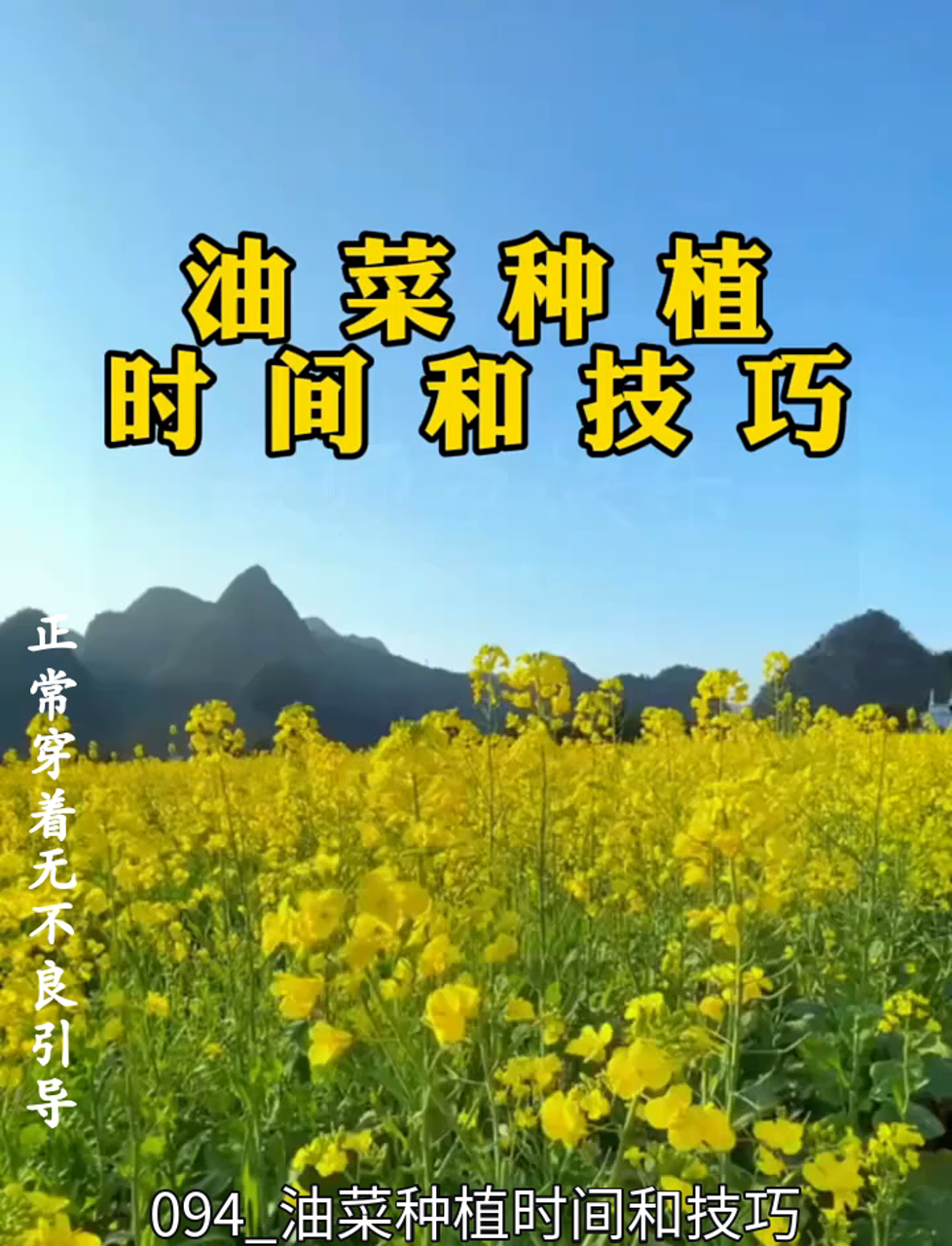 种油菜啥时候最合适?这些小窍门帮你轻松搞定!