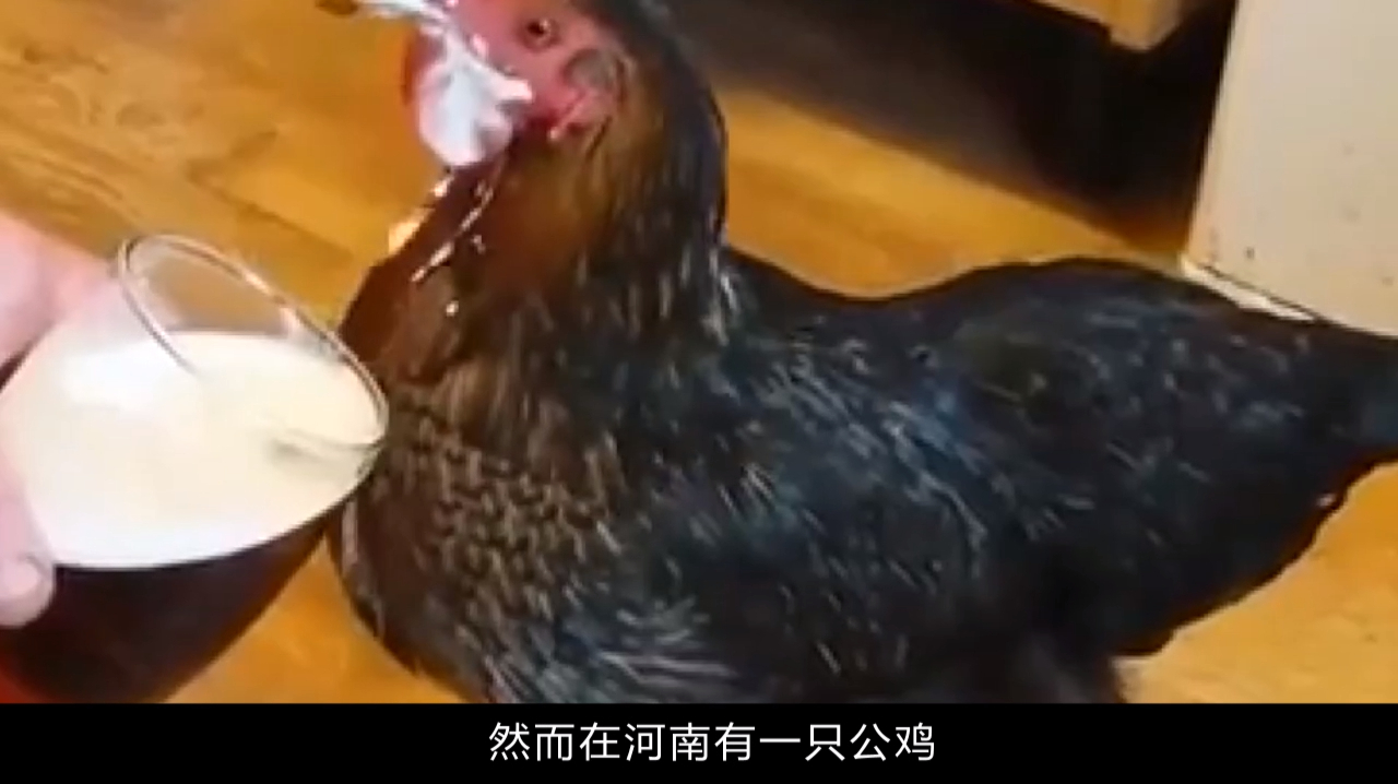 河南一公鸡走红网络,抽烟喝酒样样精通,看看还有啥本事?