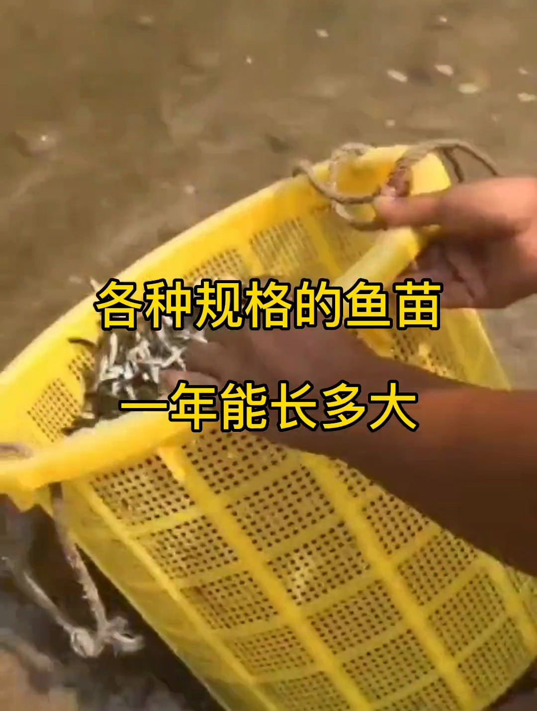 草鱼一年到底能长多大?水产养殖 鱼苗 鱼