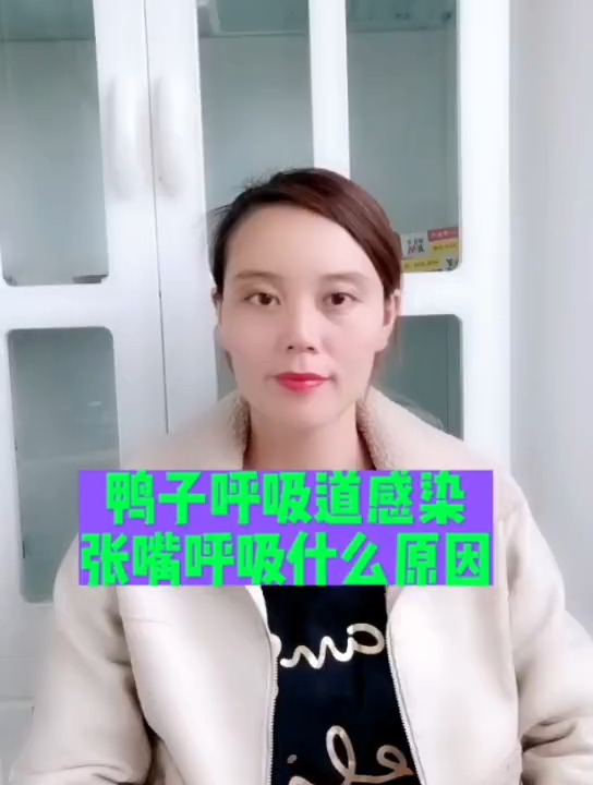禽医恒艳谈鸭子呼吸道感染怎么办 鸭子张嘴呼吸是什么原因
