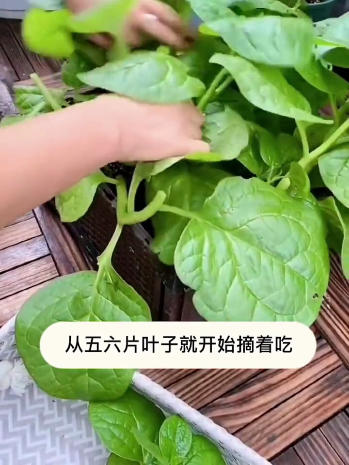 在家种植木耳菜,学会种之后,再也不用到外面买了
