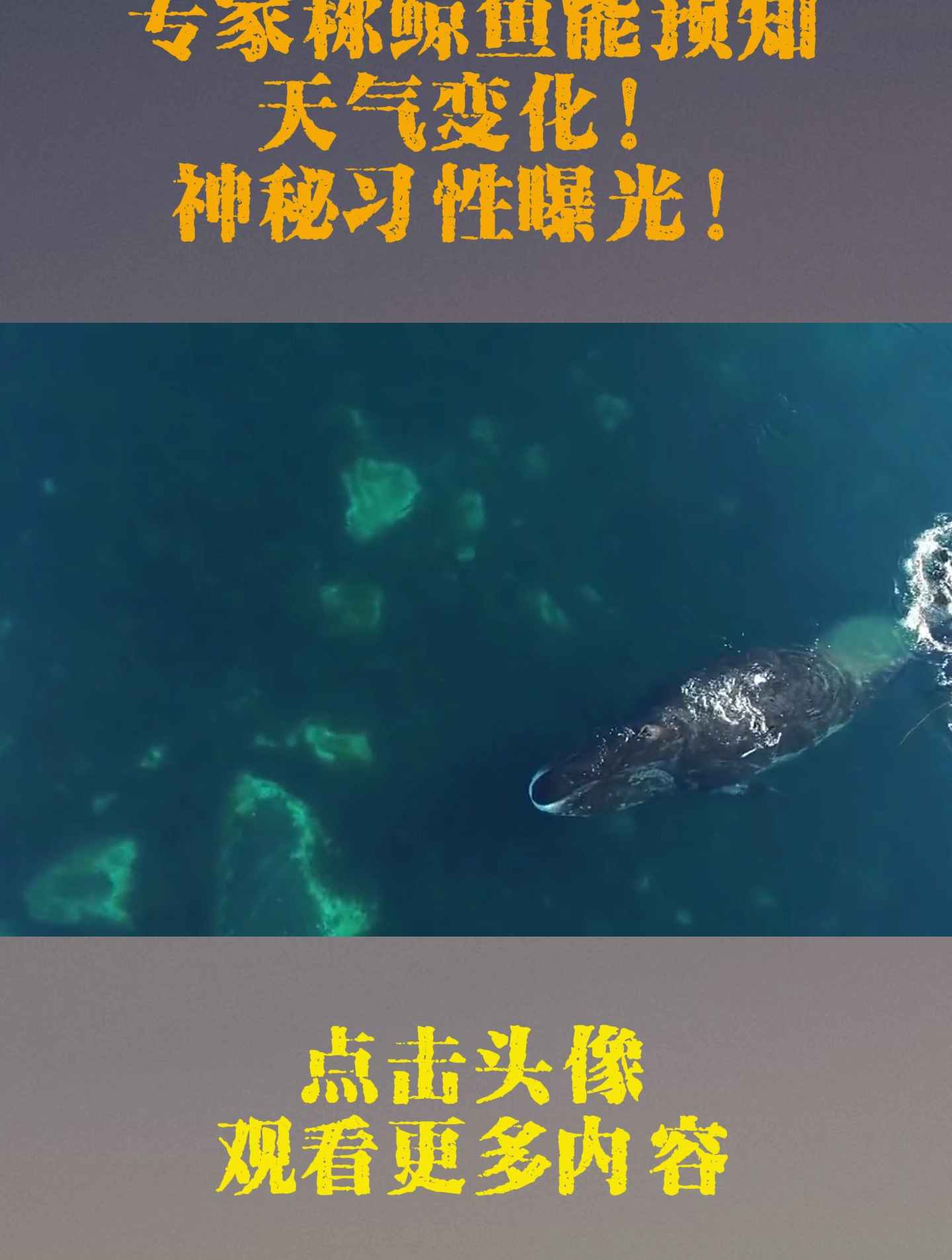 离奇非凡!专家称鲸鱼能预知天气变化!神秘习性曝光!