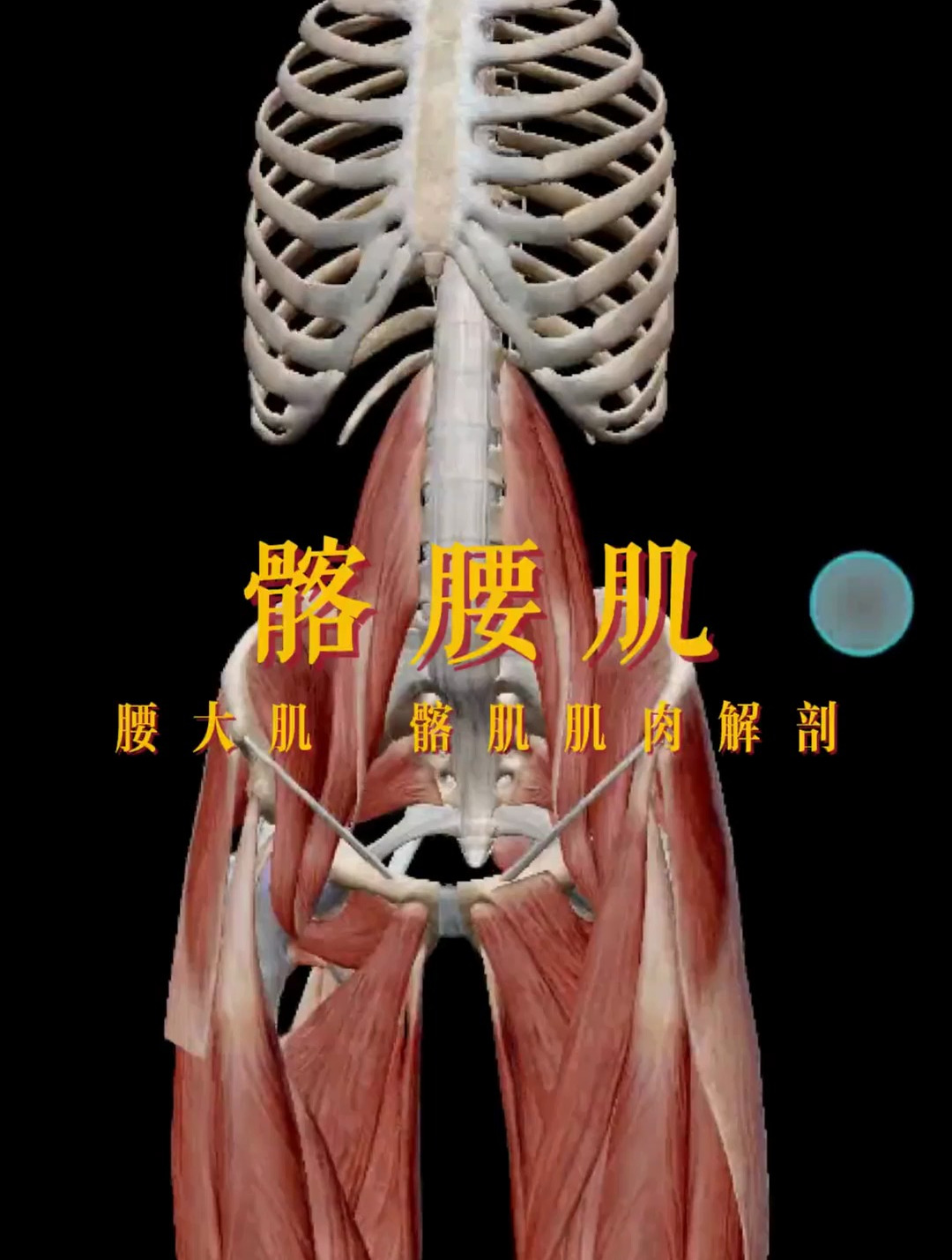 髂腰肌的作用人体结构3d动画演示人