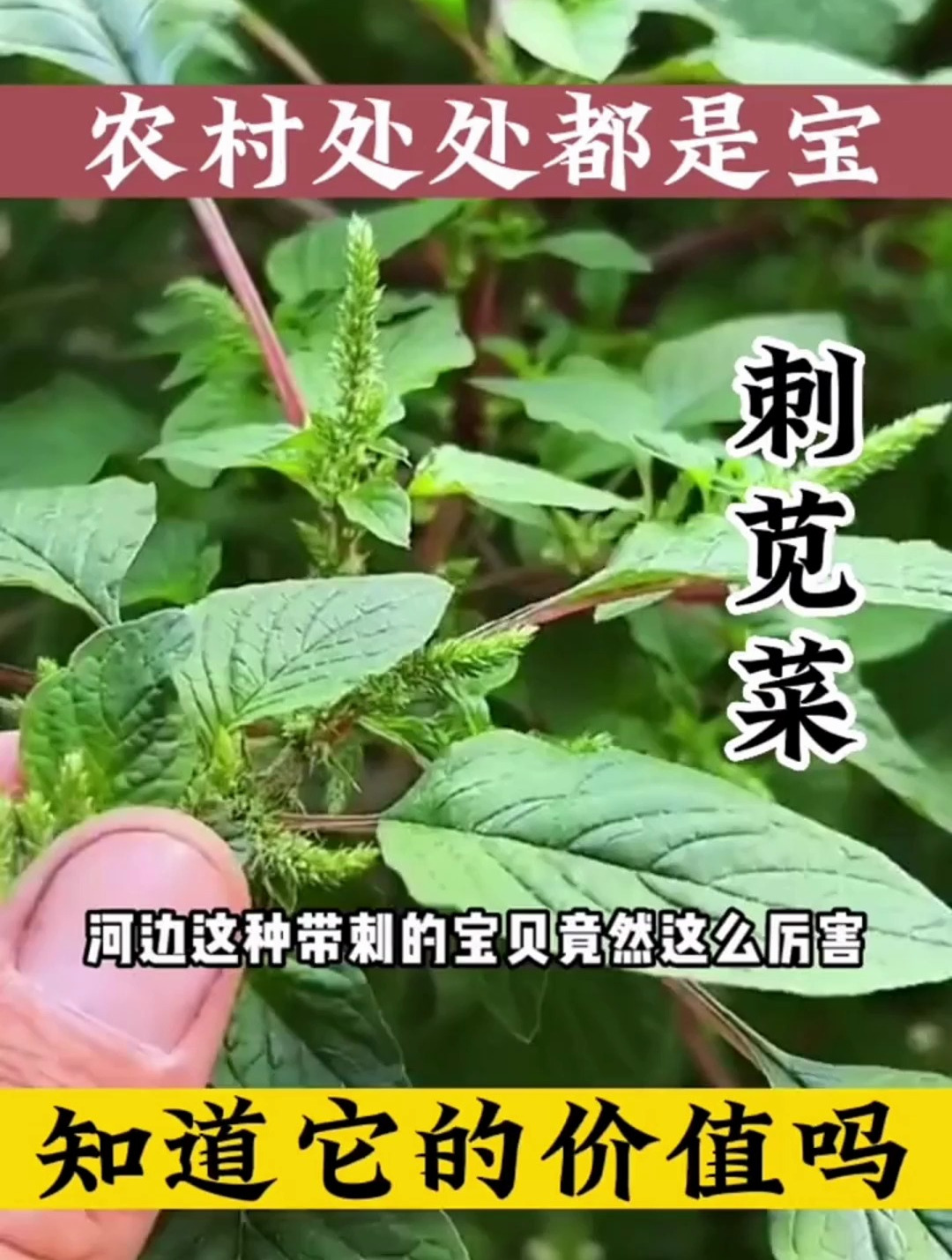 农村无闲草!刺苋菜的价值你知道多少?