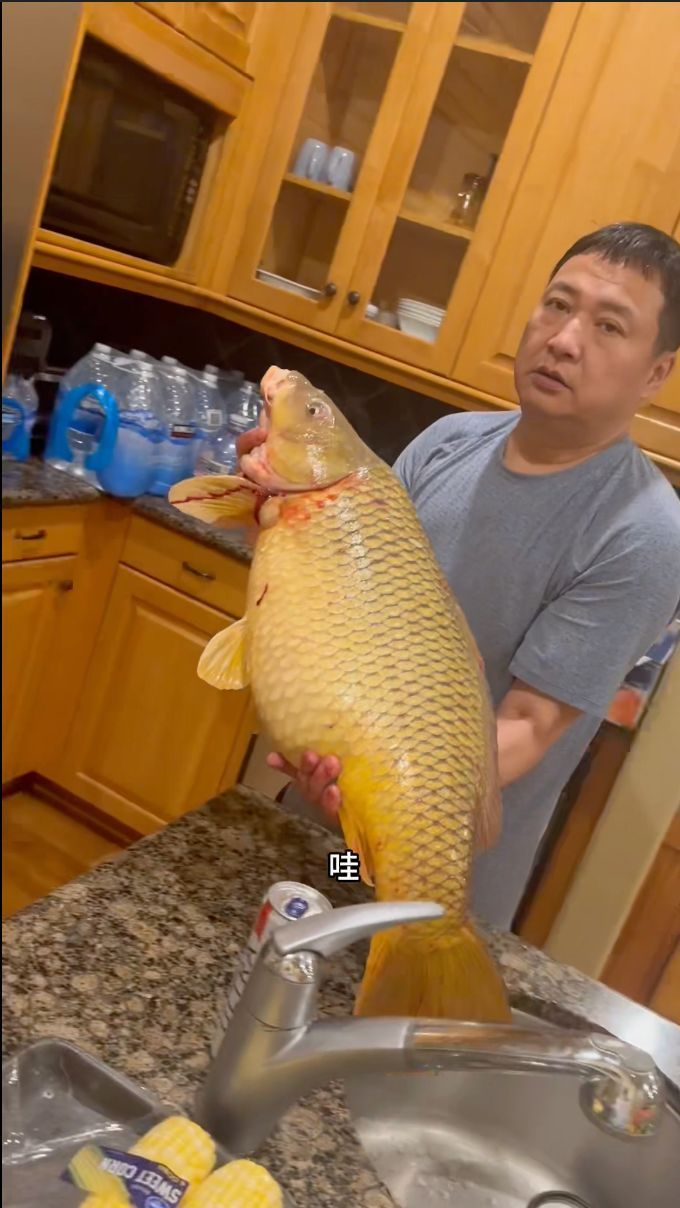 收获一条20斤的大鲤鱼……