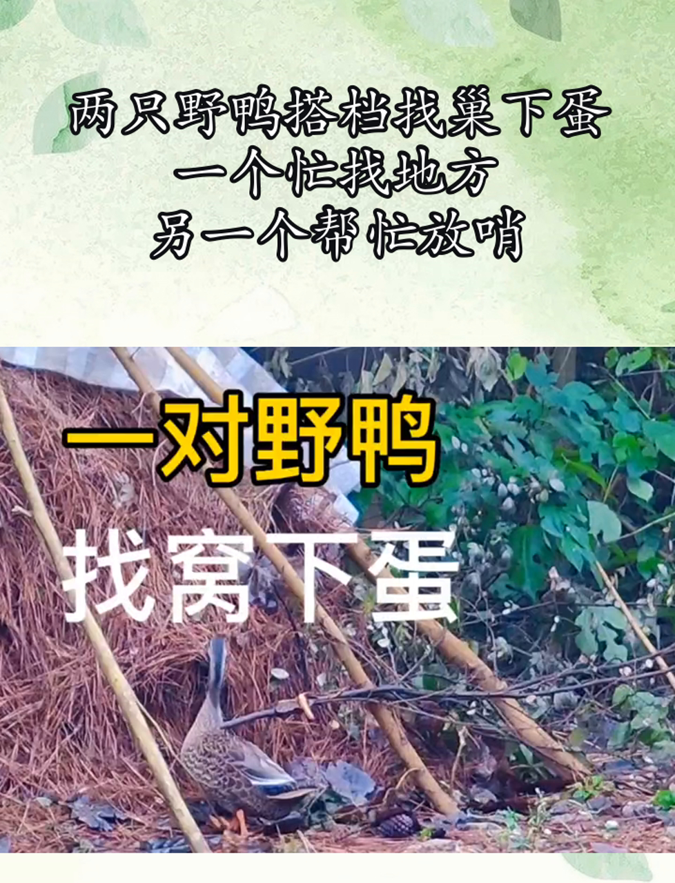两只野鸭搭档找巢下蛋,一个忙找地方,另一个帮忙放哨