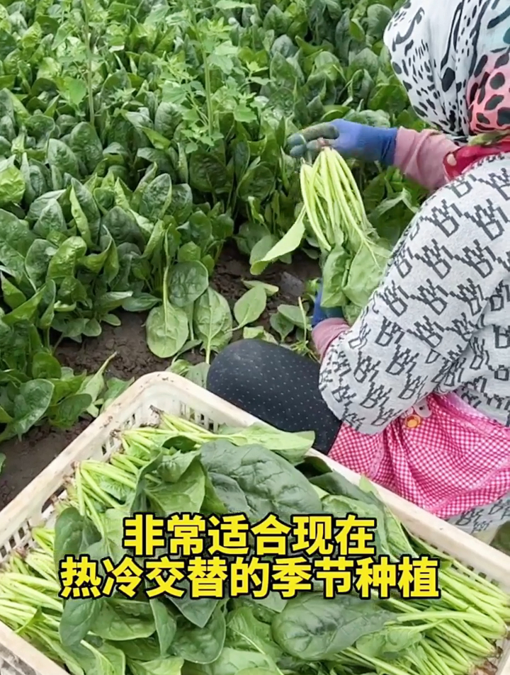 大叶菠菜和小叶菠菜哪种好?弄懂这3点,轻松买到优质好菠菜!