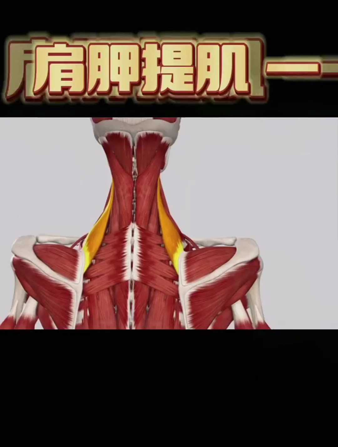 肩胛提肌——一块组成颈肩部重要的肌肉