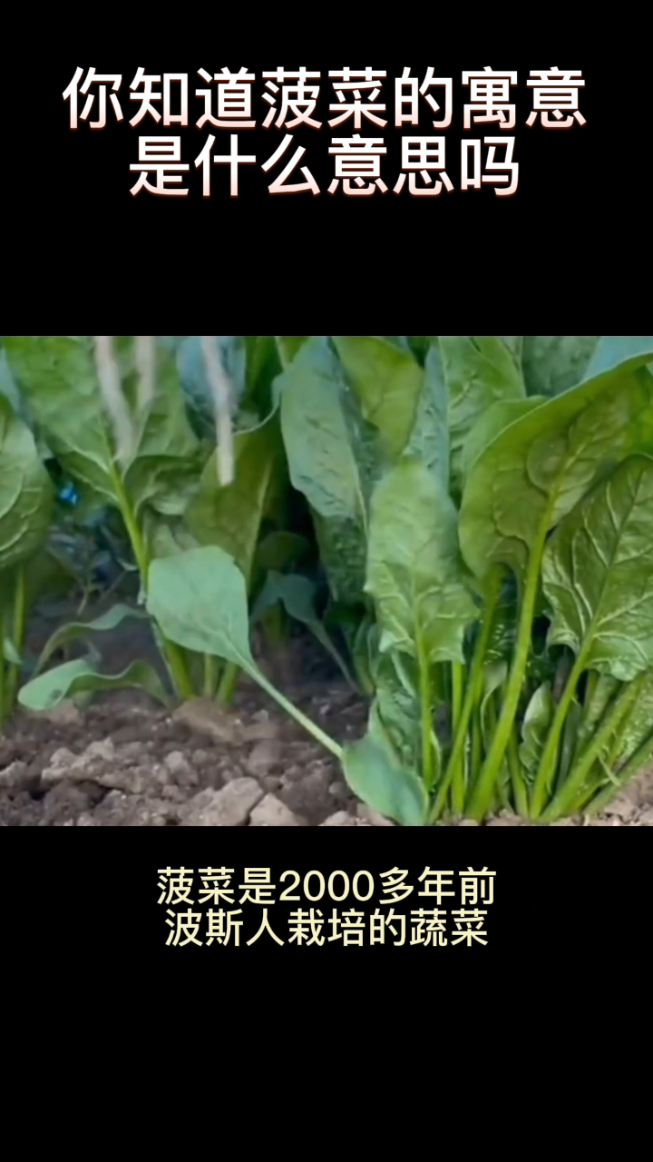你知道菠菜的寓意是什么意思吗
