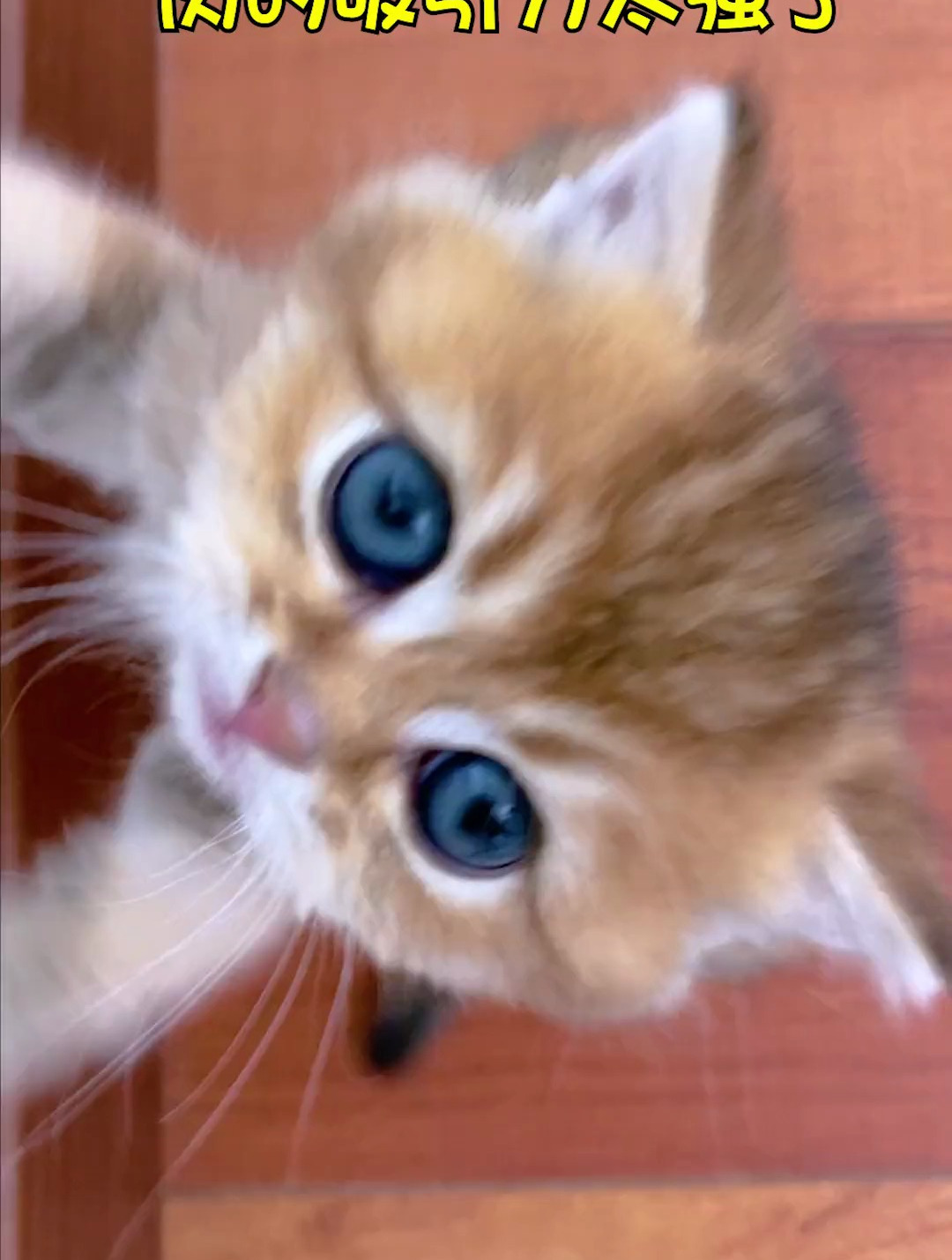 小奶猫想吃肉是不是都这样,你家的小奶猫也这么可爱吗