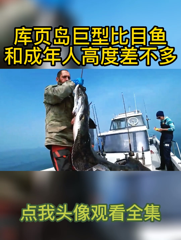 库页岛巨型比目鱼!和成年人高度差不多!体重近200斤!