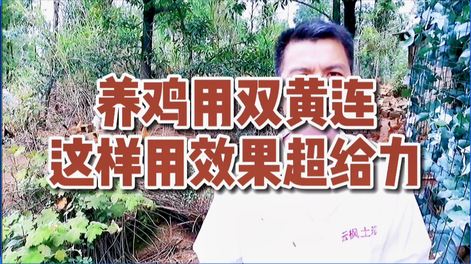 养鸡用双黄连,这样用效果更给力