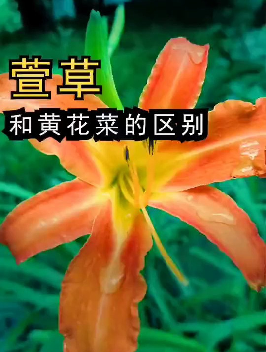 黄花菜和萱草别再傻傻分不清了,不会吃很容易出事