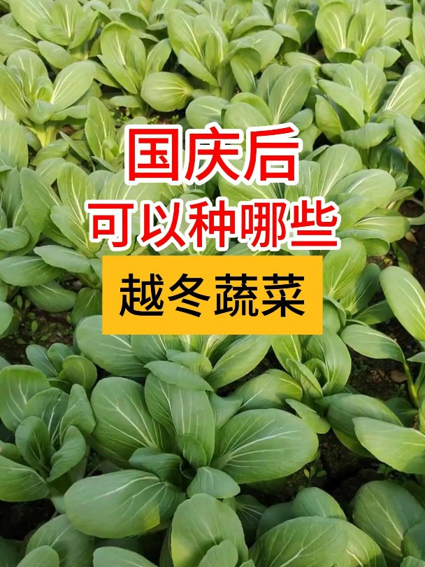 国庆后要抓紧种这几种越冬蔬菜了