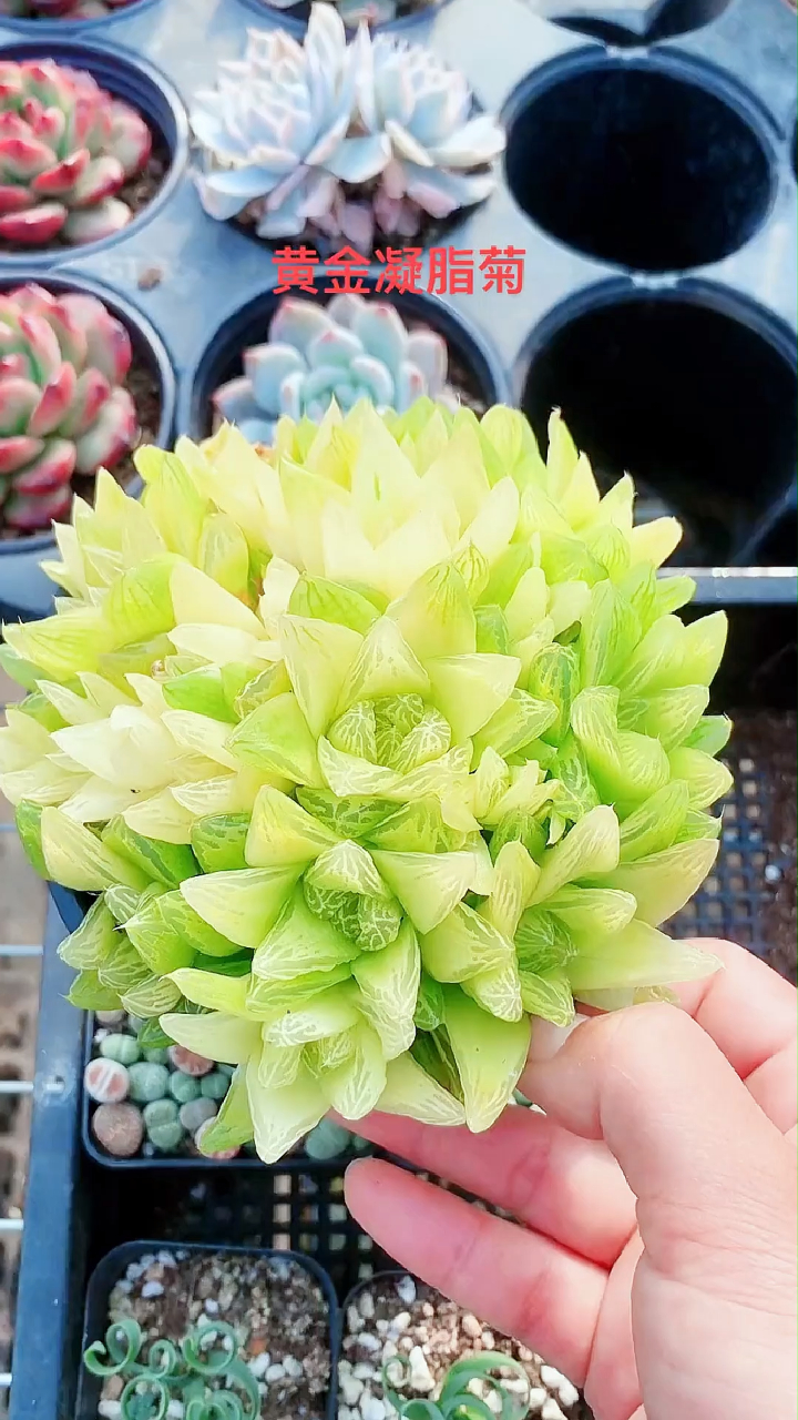 多肉好萌 养一盆菊花多肉是什么体验