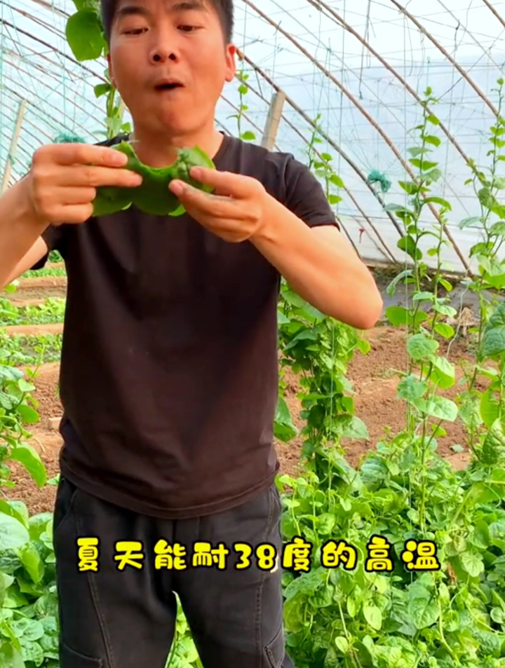 根茎粗壮,叶片肥厚木耳菜,用它包水饺炒鸡蛋“2斤”牛肉都不换~