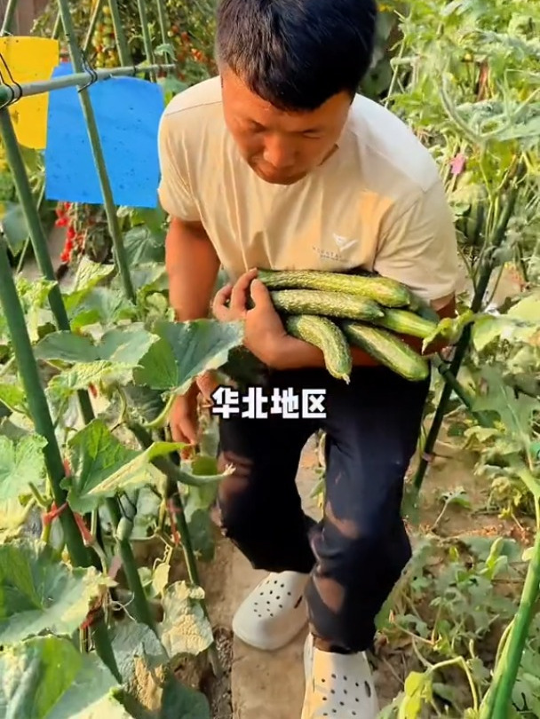 秋季黄瓜什么时候种?种植小技巧每天分享蔬菜种植技巧黄瓜种植