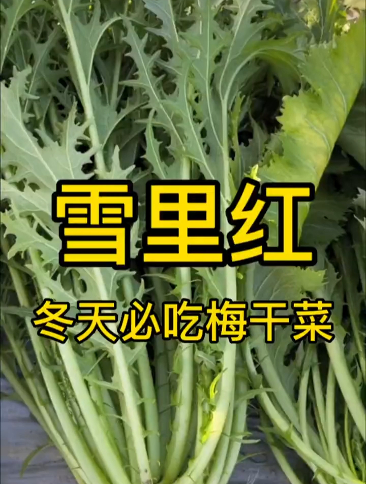冬天少不了的“坛子菜”说的就是雪里蕻!做成梅干菜蒸肉简直了!