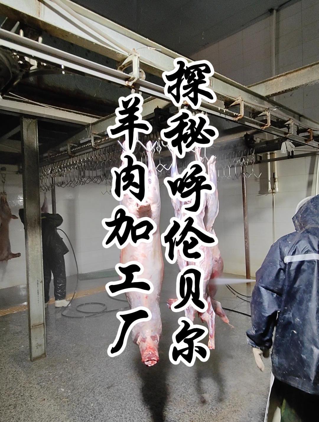 呼伦贝尔西旗羊肉好吃,好的卫生环境能让咱们吃着更放心