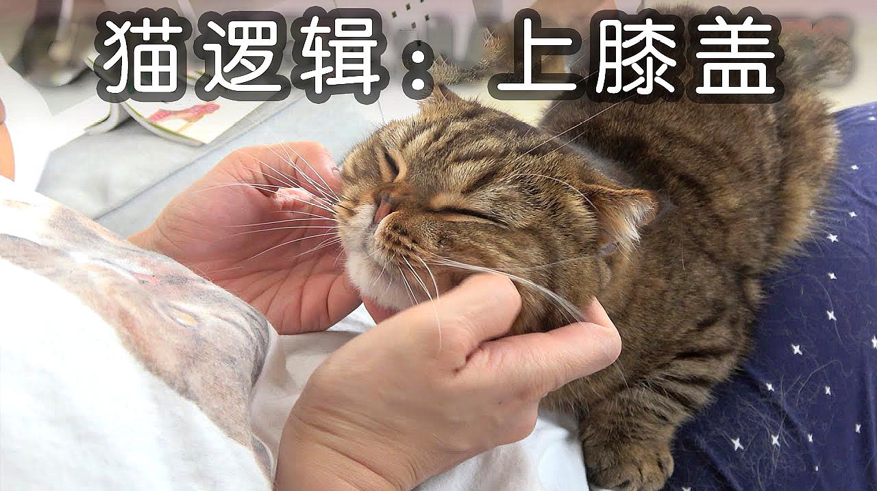 [图]猫之逻辑:如果有膝盖在,我为什么不能上?