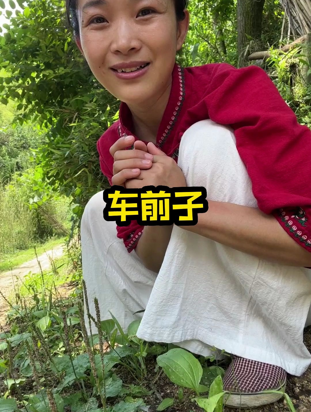 车前子,它是神仙草的种子,你知道它有什么用吗?