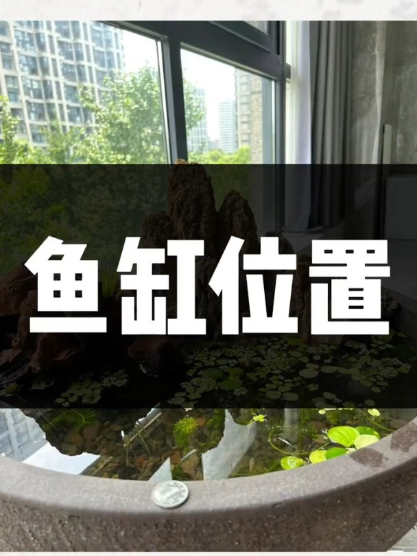 家中的鱼缸该如何摆放